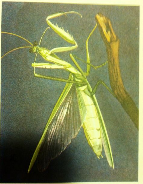 Vintage praying mantis illustration. Praying Mantis Illustration, Mantis Illustration, American Nature, Praying Mantis, Antique Illustration, Insect Art, Illustration Vintage, Nature Paintings, Party Inspiration