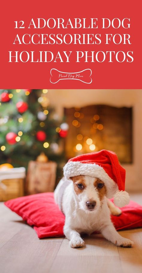 Christmas Dog Accessories, Dog Holiday Photoshoot Ideas, Dog Christmas Photo Ideas, Dog Holiday Photoshoot, Dog Christmas Photoshoot, Christmas Dog Photoshoot, Christmas Picture Ideas With Dogs, Christmas Photoshoot With Dog, Pet Christmas Photos