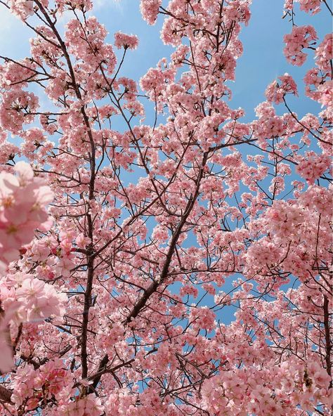 Cherry Blossom Pictures, Pink Blossom Tree, Japan Cherry Blossom, Cherry Blooms, Cherry Blossom Wallpaper, Japan Holidays, Cherry Blossom Japan, Cherry Blossom Festival, Iconic Wallpaper