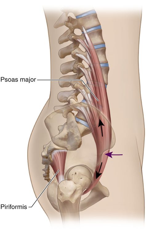 Psoas Major, Psoas Iliaque, Body Muscle Anatomy, Hip Anatomy, Sagittal Plane, Nervus Vagus, Human Muscle Anatomy, Massage Therapy Techniques, Basic Anatomy And Physiology