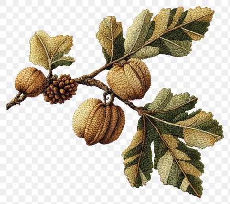 Oak Tree Embroidery, Acorn Crafts, Tree Embroidery, Oak Tree, Tree Branch, Botanical Illustration, Free Image, Vintage Illustration, Free Png