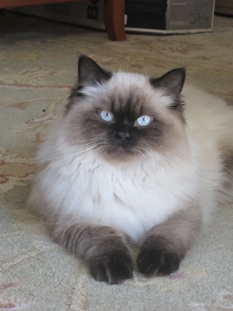 7 month old Himalayan Cat Types, Himalayan Cat, Dream's Cat, Cat Embroidery, Types Of Cats, Pretty Animals, Ragdoll Cat, Domestic Cat, Siamese Cats