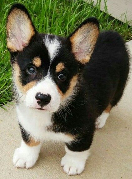 Pembroke Welsh Corgi Puppies, Welsh Corgi Puppies, Corgi Puppy, Cute Corgi, Poodle Puppy, Pembroke Welsh Corgi, Sweet Dogs, Corgi Dog, Puppy Pictures