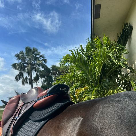 Back in the sun 😎🌴🐴 . . . #monksdiaradosboy #lsf #lionsharefarm #teamlionshare #blueeyedhorse #rideforacause #horsegirl #nyc #fashionschool #equestrian #lemieuxproductsofficial #lovelemieux #wellington #wellingtonfl #wef #florida #westpalmbeach Aesthetic Equestrian Photos, Horse Shows Aesthetic, Reining Horse Aesthetic, Wellington Equestrian, Wellington Florida Equestrian, Horse Back Riding Aesthetic Western, Wellington Florida, Sporty Girl, Equestrian Aesthetic