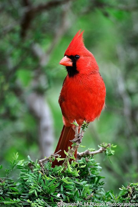 Male Northern Cardinal | R.M.Buquoi Photographics Cardinal Symbolism, Bird Photos Photography, Cardinal Pictures, Northern Cardinal, Bird Photos, Cardinal Birds, Red Bird, Red Cardinal, Silly Animals