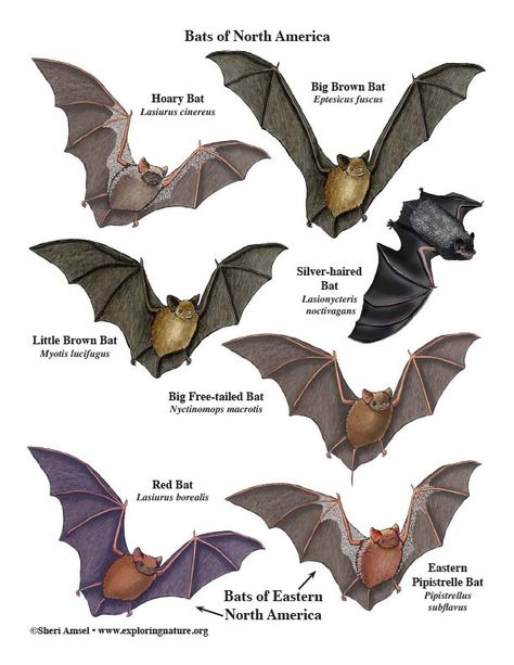 Bat Anatomy, Poster Building, Bat Illustration, Bat Facts, Bat Species, Austin Art, Giant Poster, Bat Art, Bat Tattoo