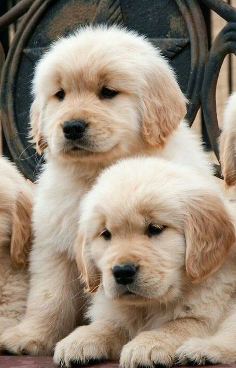 Cele Mai Drăguțe Animale, Golden Retriever Mix, Psy I Szczenięta, 골든 리트리버, Dogs Funny, Golden Retriever Puppy, Retriever Puppy, Cute Dogs And Puppies