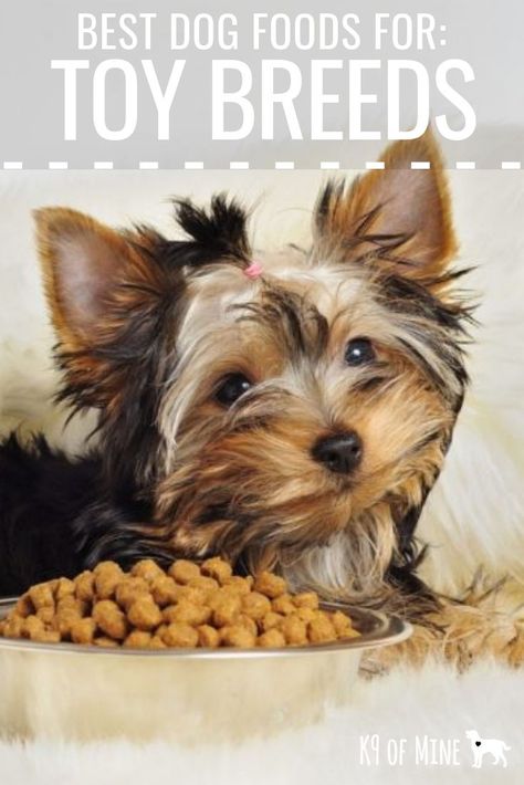 Best Dog Food For Toy Breeds: Nutrition For Pint-Sized Pooches. Discover the best kibble for your tiny pup! #dogfood #dogs #toybreeds #smalldogs #petitepooches #kibble #dognutrition #doghealth Food Variety, Puppy Obedience Training, Toy Dog Breeds, Positive Dog Training, Easiest Dogs To Train, Dog Foods, Basic Dog Training, House Training Dogs, Dog Training Advice