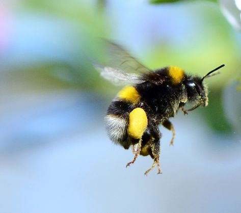 Queen Bumble Bee, Science Pics, Keeping Bees, Biology Resources, I Love Bees, Bees And Wasps, Bumble Bees, Bee Friendly, Busy Bees