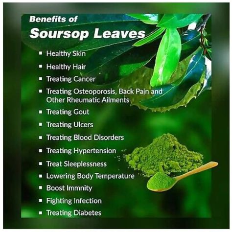 Soursop Benefits, Homeopathic Recipes, Animal Tissue, Soursop Leaves, Medical Herbs, Food Health Benefits, Tea Health Benefits, Nutrition Drinks, Organic Herbal Tea