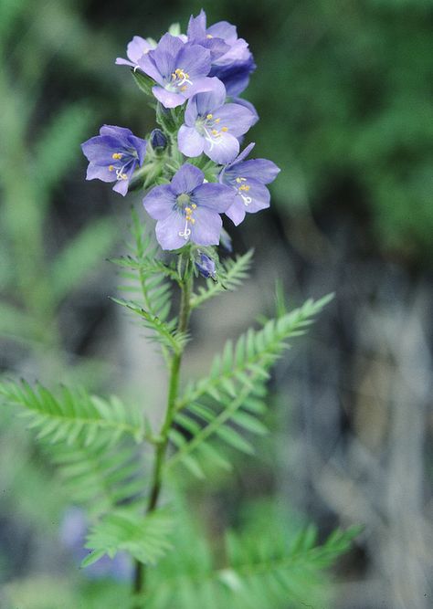 Polemonium foliosissimum A. Gray  Show All towering Jacob's-ladder | by Mark Egger Jacob's Ladder Flower, Limonium Platyphyllum, Alaskan Wildflowers, Texas Bluebells Flower, Jacob's Ladder, White Mountains, Botany, Profile Picture, Wild Flowers