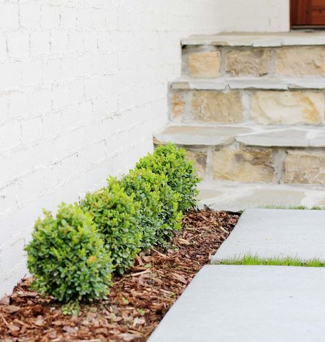 We chose to plant several Japenese Boxwoods to make a small hedge under a few windows. We planted the small boxwoods very closely knowing they will quickly become a small hedge and grow together. #shrubs #landscaping #paintedbrick #stone Front Yard Hedges, Boxwood Shrub, Plank And Pillow, Japanese Boxwood, Boxwood Landscaping, Types Of Shrubs, Box Wood Shrub, Boxwood Hedge, Small Front Yard