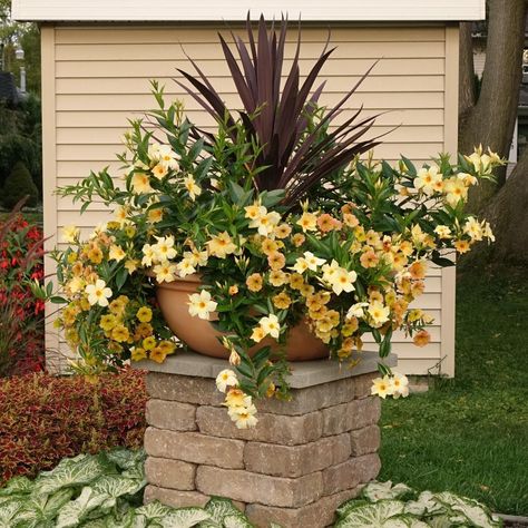 Flower Pot Planting Ideas, Pot Planting Ideas, North Texas Gardening, Garden Shrubs Evergreen, Planter Arrangements, Summer Planter, Creative Garden Decor, Brick Garden, Potted Plants Outdoor