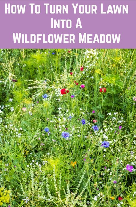 Turning your lawn, or at least a section of it, into a wildflower meadow may be the best thing you can do for the planet. Meadow Lawn Design, Kansas Wildflower Garden, How To Create A Wildflower Meadow, Field To Garden Transformation, Wildflowers In Yard, Wildflower Yard Lawn, Wild Flower Backyard, Wildflower Meadow Garden, Wildflower Garden Ideas Backyards