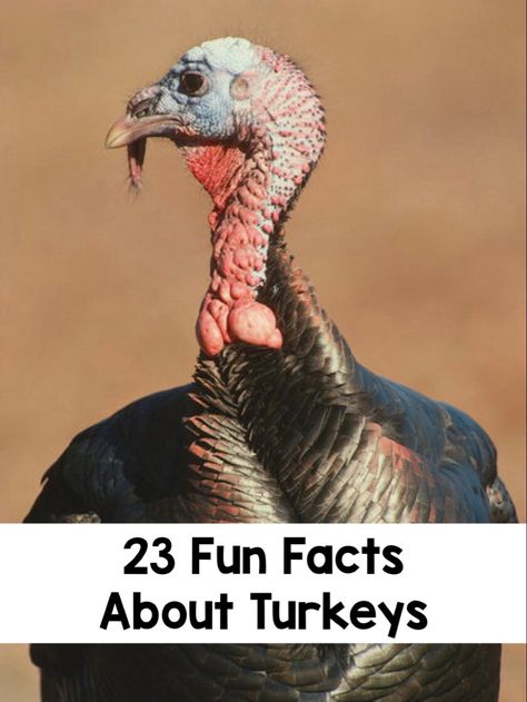 Turkey Facts For Kids, 4-h Poster Ideas, Uk Facts, Turkey Facts, Turkey Farm, Baby Turkey, Turkey Bird, Thanksgiving Facts, Tom Turkey