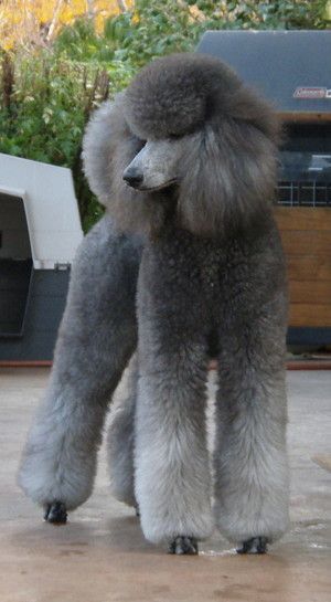 Grey Poodle Standard, Silver Standard Poodle, Standard Poodle Haircuts, Gray Poodle, Anjing Poodle, Grey Poodle, Poodle Hair, Poodle Haircut, Poodle Cuts