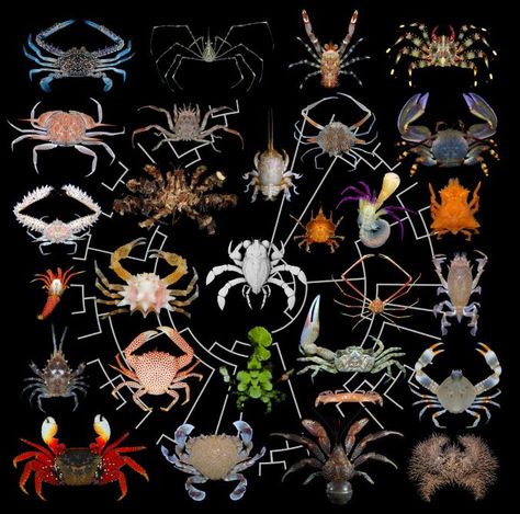 How did crabs evolve 'crabbiness'? It's complicated. https://www.nationalgeographic.com/science/2019/04/how-did-crabs-evolve-crabbiness-complicated/ Crab Species, Dinosaur Age, Dinosaur Era, Aquatic Ecosystem, Ancient Animals, The Crab, Best Christmas Presents, Big Animals, Body Form