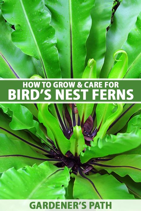 Bird's nest ferns have eye-catching bright green, long fronds with rippling margins. Plus, unlike many ferns, they're straightforward to care for, requiring hardly any maintenance. Learn more about growing the Asplenium species known as bird's nest ferns in this guide on Gardener's Path. #birdsnestfern #gardenerspath Bird Nest Fern Care, Fern Living, Inside Gardening, Fern Care, Bird's Nest Fern, Ferns Care, Inside Garden, Gardening Vegetables, Common Birds