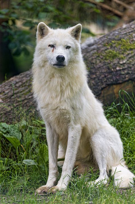 Sitting and posing Arctic wolf Wolf Sitting, Wolf Poses, Baby Wolves, Wolf World, Wolf Husky, Arctic Wolf, Wolf Photos, Wolf Love, Wolf Drawing