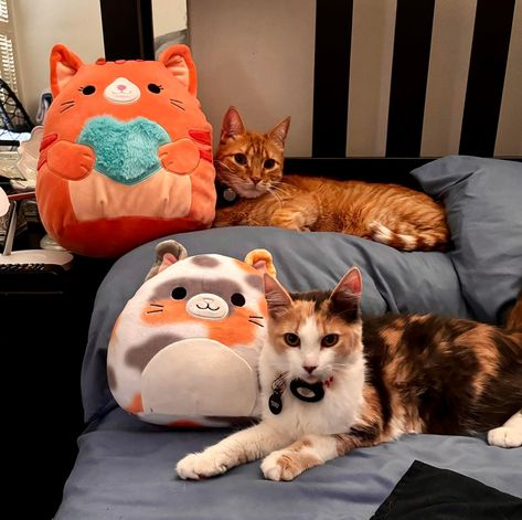 Here is Cooper (orange tabby) and Daffodil (calico) with their matching Squishmallows Calico And Orange Cat, Matching Squishmallows, Orange Tabby, Calico Cat, Orange Cat, Daffodils, Kitty, Orange, Animals