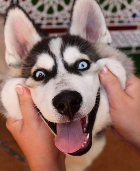 Siberian Husky Funny, Funny Husky, Cute Husky Puppies, Husky Photos, Husky Funny, Cute Husky, Siberian Husky Dog, A Husky, Funny Dog Pictures