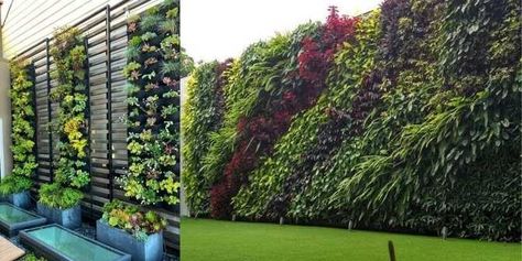 Ada banyak jenis tanaman vertical garden tahan panas yang dapat Anda manfaatkan untuk menghiasi taman outdoor maupun indoor rumah Anda. Apalagi, teknik instalasi tanaman vertical garden tidak serumit yang dibayangkan sehingga Anda tak perlu khawatir. Tehnik berkebun model vertical seperti ini memang tengah digandrungi oleh pecinta tanaman. Vertical garden sendiri menjadi salah satu cara menyusun ... Read more The post Jenis Tanaman Vertical Garden yang Bisa Bikin Rumah Jadi Estetik appeared firs Tanaman Outdoor Tahan Panas, Taman Outdoor, Vertikal Garden, Artificial Hedges, Vertical Garden, Artificial Plants, Hedges, Maui, Outdoor Structures