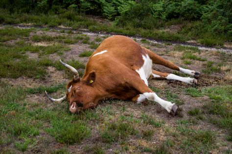 bullock-sleeping-tv-pk1-13243 Cow Laying Down, Goat Ideas, Mammals, Goats, Anatomy, Bat, Cow, Cute Animals, Sleep