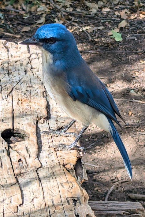 Bright blue and white Mexican Jay bird standing on a wooden bench in Big Bend National Park in fall. National Park Road Trip Itinerary, Camping Texas, Bucket List Texas, State Bucket List, Texas Wildlife, Big Bend National Park Texas, Bucket List Usa, Best Nature Photos, Texas Bucket List