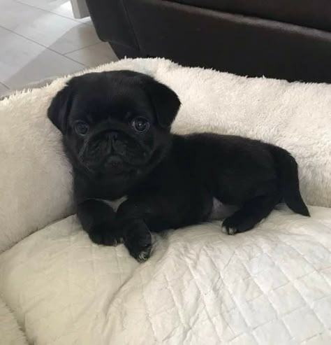 Black Pug Aesthetic, Pugs Black, Massie Block, Funny Pug Videos, Puggle Puppies, Black Pugs, Dog Snapchats, Pet Pug, Black Pug Puppies