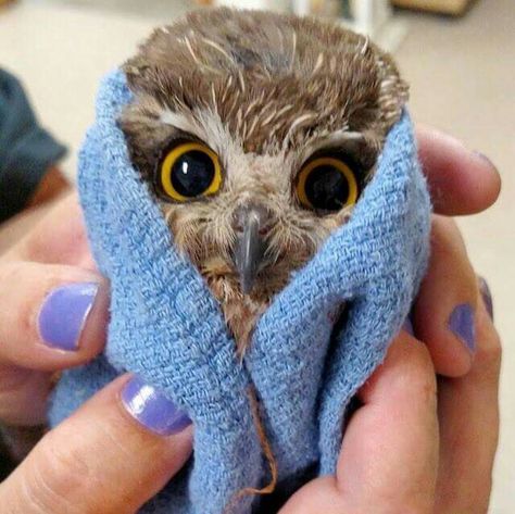 Can't beat a wet baby owl wrapped up in a litte blanket Baby Owl, Owl Pictures, Beautiful Owl, Baby Owls, Cute Birds, Sweet Animals, Animals Friends, Beautiful Creatures, Beautiful Birds