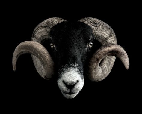 Horned Animals, Black And White Backgrounds, Low Key Portraits, Animals With Horns, Sheep Breeds, White Backgrounds, British Wildlife, Black And White Background, Black Animals