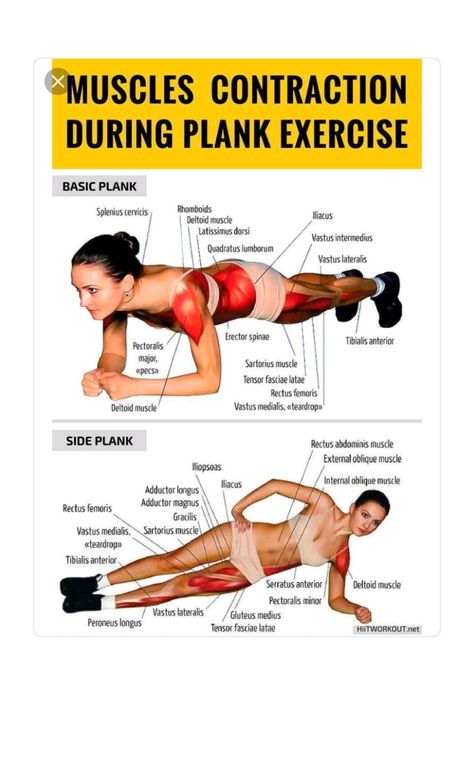 Plank Muscles Worked, Collar Bone Workout, Plank Muscles, Rectus Abdominis Muscle, Latissimus Dorsi, Push Up Challenge, Toned Tummy, Efficient Workout, 30 Day Workout Challenge