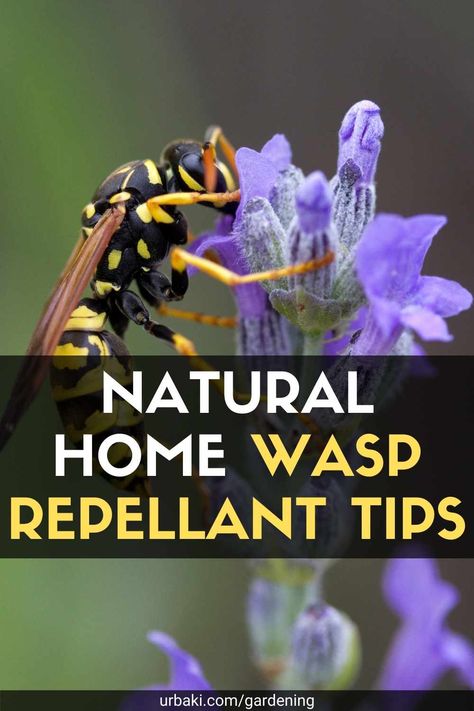 If you are looking to get rid of unwanted wasps, you will be delighted to know that there are some natural wasp repellants that actually work to get rid of these unwanted pests in your home. Nobody wants wasps to sting them, and these repellants will keep them at bay all spring and summer. Some of these tips for repelling home wasps include preventing wasps from visiting and nesting, while others will show you how to get rid of wasps and existing nests. Follow one or all of these tips to get...