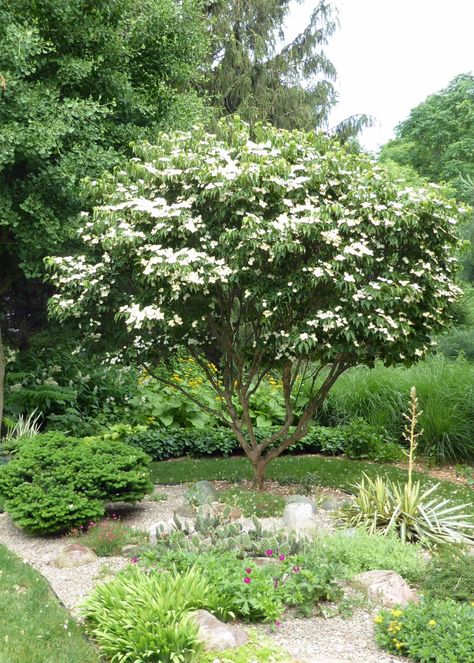 Cornus kousa var chinensis ‘Girard’s Nana’ (Girard’s dwarf Chinese dogwood, Zones 5 – 9). I bought this tree 20 years ago from the original Girard’s Nursery in Ohio. It has everything going for it: compact size, great flowers, interesting fruit, beautiful bark, and it is HARDY. Cornus Kousa, Trees For Front Yard, Miss Green, Paradise Garden, Gravel Garden, Fine Gardening, Garden Photos, Shade Plants, Garden Trees