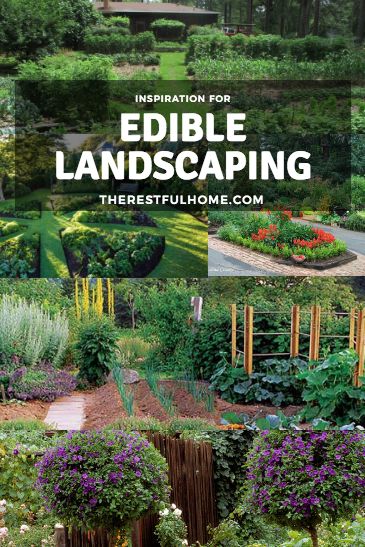 Edible Landscape Inspiration - The Restful Home Edible Garden Landscape Design, Edible Perennial Garden Ideas, Edible Hedge Plants, Edible Landscape Design Ideas, Natural Yard Landscaping, Small Garden Layout Ideas Design, Edible Garden Landscape, Plan Garden Design, Garden Layout Ideas Design