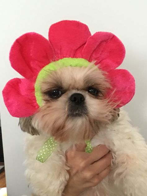 Flower Power modeling her flower hat Shih Tuz, Pet Costumes Cat, Shitzu Puppies, Puppy Accessories, Easter Bonnet, Yellow Trim, Flower Hat, Cat Flowers, Shih Tzu Puppy