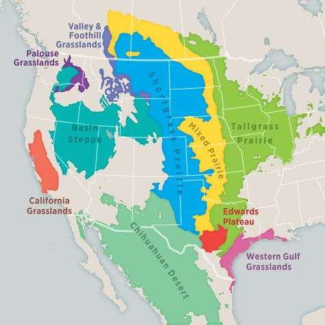 North American Grasslands & Birds Report | Audubon Grassland Biome, Tallgrass Prairie National Preserve, Tallgrass Prairie, Prairie Planting, Carbon Sequestration, Overwintering, Biome, Soil Improvement, New Growth