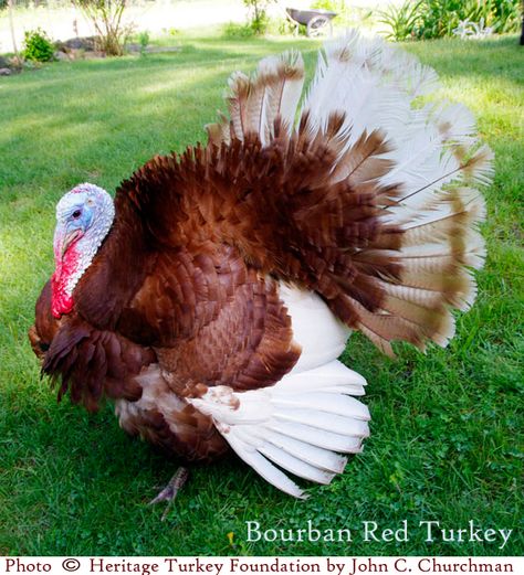 Bourbon Red Turkey, Turkey Breeds, Raising Turkeys, Turkey Farm, Thanksgiving Turkeys, Turkey Bird, Turkey Meat, Turkey Hunting, Wild Turkey