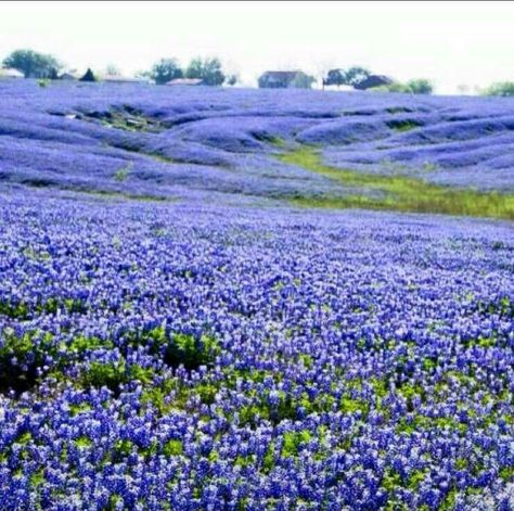 Texas Bluebells. Ennis TX Texas Bluebonnets, Texas Hill Country, Blue Bonnets, Eye Art, Flower Field, Small Space, Bird Bath, Purple Flowers, Mother Nature