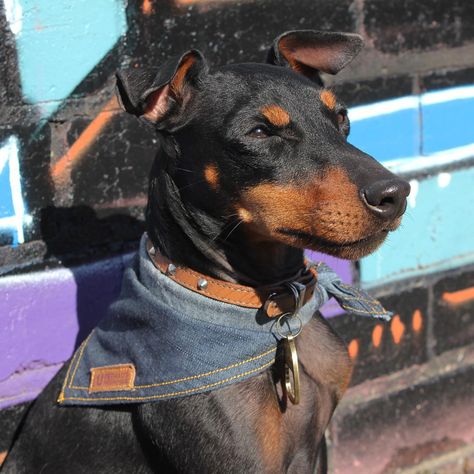 Willie likes to blend in with Melbourne's street art ⚡️ - Hobo bandana 👍🏻 •••••••••••••••••••••••••••••••• #streetart #melbourne #collingwood #englishtoyterrier #toymanchesterterrier #dogsofinstagram #dogsofmelbourne #blackandtan #dogbandana #pethaus #pethauspack Dog Neckerchief, Melbourne Street, Dog Vests, Battle Jacket, Cool Dog, Denim Dog, Bandana Dog, Designer Dog, Dog Vest