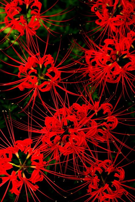 Equinox Flower, Tattoo Nature, Colors Of Fire, Red Spider Lily, Spider Lily, Red Spider, Trendy Tattoo, Flower Gardens, Favorite Flowers