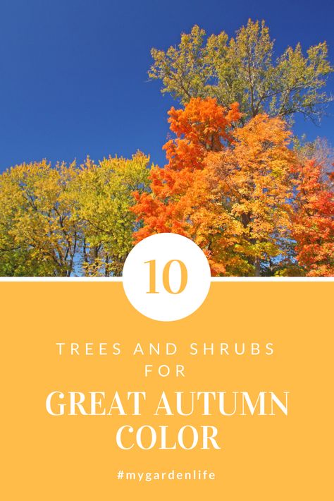 Trees Changing Colors, Fall Color Landscaping, Trees That Change Color In The Fall, Best Trees For Privacy, Fall Color Trees, Fall Gardening, Outdoor Renovation, Backyard Trees, Pretty Trees