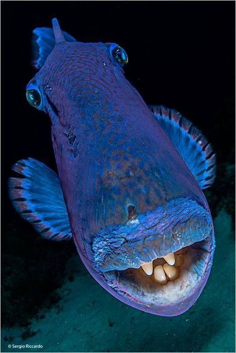 Blue Trigger Fish Creature Marine, Fauna Marina, Deep Sea Creatures, Beautiful Sea Creatures, All Animals, Underwater Creatures, Underwater Life, Exotic Fish, Aquatic Animals