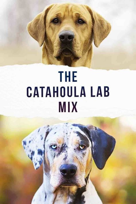 Catahoula Lab Mix Dogs, Catahoula Leopard Dog Facts, Catahoula Puppies, Louisiana Catahoula Leopard Dog, Catahoula Leopard Dog Mix, Lab Mix Puppies, Labrador Mix, Catahoula Leopard, Catahoula Leopard Dog