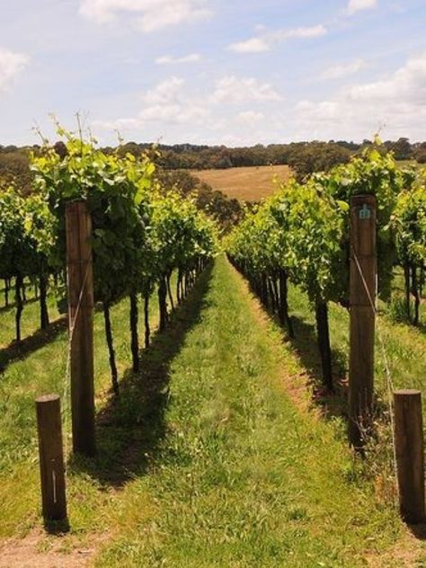 Grape Vineyard, Grape Plant, Wine Vineyards, Italy Wine, Napa Valley Wine, Red Hill, Mornington Peninsula, Fruit Garden, Garden Trellis