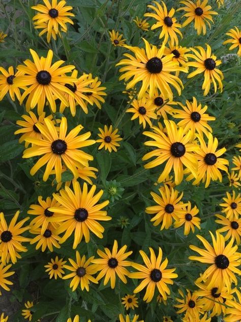 En fleurs des beaux jours à l'automne, la rudbeckia, cette marguerite jaune au cœur noir, saura apporter couleur et gaieté à votre jardin.  Facile d'entretien, elle sera parfaite dans vos massifs ou en bordures!   #rudbeckia #rudbeckie #fleursjaunes #jardin #massif #marguerite #garden #flower Room Design Bedroom, Garden Flower, Cottage Garden, Wall Collage, A Garden, Room Design, Home And Garden, Plants, Yellow