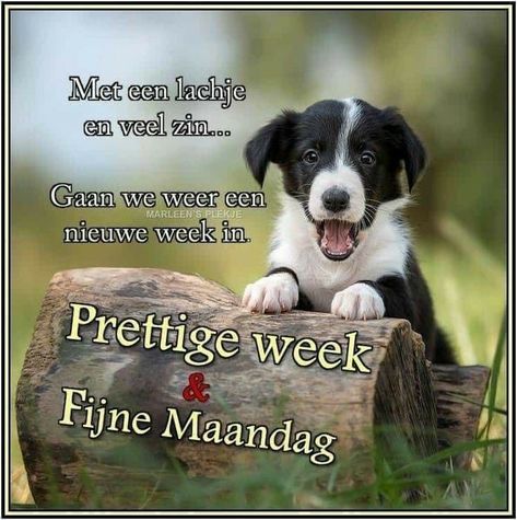 Happy Maandag, Border Collie Humor, Happy Weekend Images, Dutch Quotes, Good Evening, Happy Weekend, Morning Quotes, Good Morning, Humor