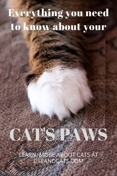 Hemingway Cats, Cats Health, Cat 2023, Cat Health Problems, Spoiled Cats, Polydactyl Cat, Cats Paw, Paw Care, Cat Meeting