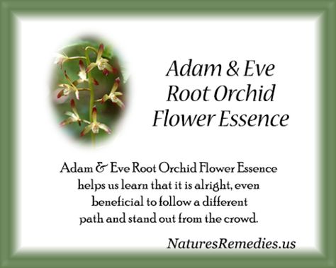 Flower Remedy, Flower Essences, Adam And Eve, Orchid Flower, Emotional Health, Natural Remedies, Orchids, Essence, Flowers