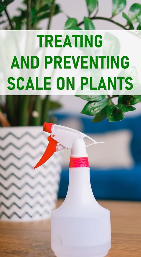 Treating and Preventing Scale on Houseplants Bugs On Indoor Plants, Scale On Plants, Gnats In House Plants, Jade Plant Care, Common House Plants, Pest Control Plants, Plant Bugs, Organic Gardening Pest Control, Pest Prevention